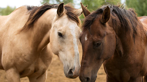 Hufschutz für Pferde: Viele hilfreiche Tipps und Empfehlungen
